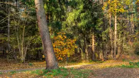 Końcówka jesieni przy śluzie Przerwanki, listopad 2025 r. - zdjęcie 14