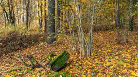 Końcówka jesieni przy śluzie Przerwanki, listopad 2025 r. - zdjęcie 24