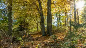 Łabędzi Ostrów i jezioro Kisajno w jesiennym wydaniu - zdjęcie 3
