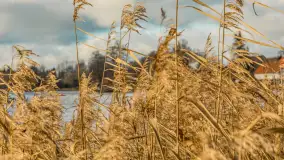 Jezioro Krzywa Kuta między jesienią, a zimą, listopad 2025 r. - zdjęcie 12