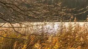 Jezioro Krzywa Kuta między jesienią, a zimą, listopad 2025 r. - zdjęcie 5