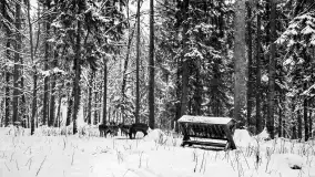 Wkrótce ożywimy AI pocztówki ze Sztynortu / Steinort, wracamy do przeszłości - zdjęcie 18