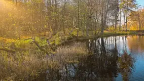 Jesień w lesie miejskim w Giżycku, listopad 2025 r. - zdjęcie 36