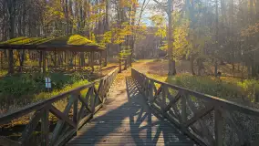 Jesień w lesie miejskim w Giżycku, listopad 2025 r. - zdjęcie 4