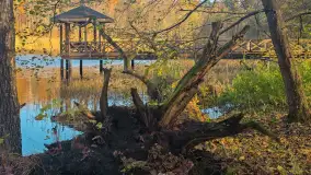 Jesień w lesie miejskim w Giżycku, listopad 2025 r. - zdjęcie 9