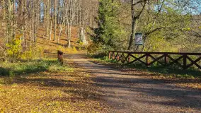 Jesień w lesie miejskim w Giżycku, listopad 2025 r. - zdjęcie 39