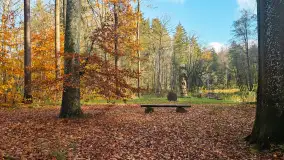 Jesień w lesie miejskim w Giżycku, listopad 2025 r. - zdjęcie 23