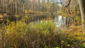 Jesień w lesie miejskim w Giżycku, listopad 2025 r. - zdjęcie 60