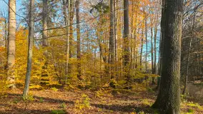 Jesień w lesie miejskim w Giżycku, listopad 2025 r. - zdjęcie 29