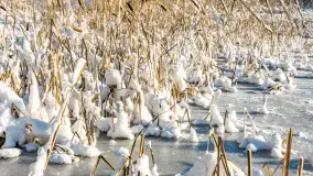 Zima w Łabędzim Ostrowiu w Pięknej Górze, Grudzień 2025 r. - zdjęcie 32