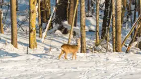 Sarny na mazurskich polach złapane w kadr z drona, styczeń 2026 r. - zdjęcie 3