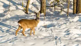 Sarny na mazurskich polach złapane w kadr z drona, styczeń 2026 r. - zdjęcie 7