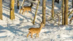 Sarny na mazurskich polach złapane w kadr z drona, styczeń 2026 r. - zdjęcie 5