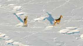 Sarny na mazurskich polach złapane w kadr z drona, styczeń 2026 r. - zdjęcie 4