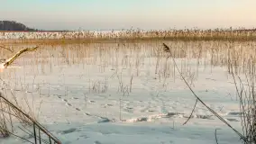 Biała i zimowa wersja mostu Sztynorckiego, styczeń 2026 r. - zdjęcie 23