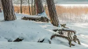 Wschodni brzeg jeziora Gołdopiwo, styczeń 2026 r. - zdjęcie 10