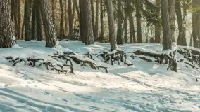 Wschodni brzeg jeziora Gołdopiwo, styczeń 2026 r. - zdjęcie 20