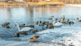 Kaczki i łabędzie w mroźne popołudnie na Pisie, luty 2026 r. - zdjęcie 6
