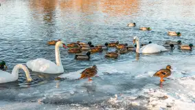 Kaczki i łabędzie w mroźne popołudnie na Pisie, luty 2026 r. - zdjęcie 16