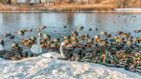 Kaczki i łabędzie w mroźne popołudnie na Pisie, luty 2026 r. - zdjęcie 3