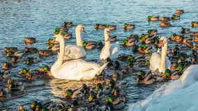 Kaczki i łabędzie w mroźne popołudnie na Pisie, luty 2026 r. - zdjęcie 1