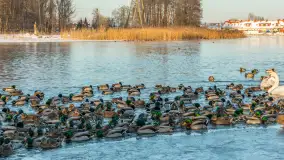 Kaczki i łabędzie w mroźne popołudnie na Pisie, luty 2026 r. - zdjęcie 13