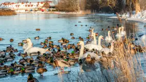 Kaczki i łabędzie w mroźne popołudnie na Pisie, luty 2026 r. - zdjęcie 19