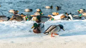 Kaczki i łabędzie w mroźne popołudnie na Pisie, luty 2026 r. - zdjęcie 4