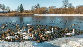 Kaczki i łabędzie w mroźne popołudnie na Pisie, luty 2026 r. - zdjęcie 8