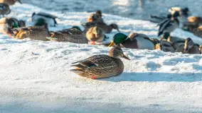 Kaczki i łabędzie w mroźne popołudnie na Pisie, luty 2026 r. - zdjęcie 26