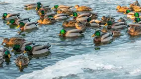 Kaczki i łabędzie w mroźne popołudnie na Pisie, luty 2026 r. - zdjęcie 36