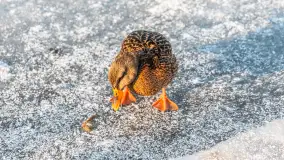 Kaczki i łabędzie w mroźne popołudnie na Pisie, luty 2026 r. - zdjęcie 11