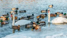 Kaczki i łabędzie w mroźne popołudnie na Pisie, luty 2026 r. - zdjęcie 9