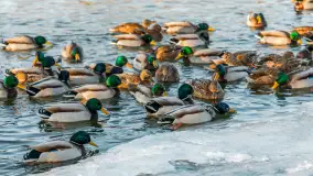 Kaczki i łabędzie w mroźne popołudnie na Pisie, luty 2026 r. - zdjęcie 23