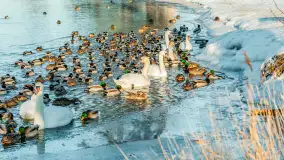 Kaczki i łabędzie w mroźne popołudnie na Pisie, luty 2026 r. - zdjęcie 5