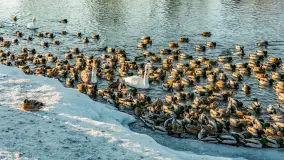 Kaczki i łabędzie w mroźne popołudnie na Pisie, luty 2026 r. - zdjęcie 34