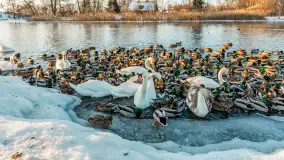 Kaczki i łabędzie w mroźne popołudnie na Pisie, luty 2026 r. - zdjęcie 30