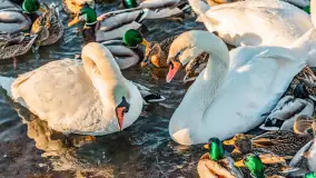 Kaczki i łabędzie w mroźne popołudnie na Pisie, luty 2026 r. - zdjęcie 35