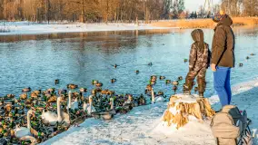 Kaczki i łabędzie w mroźne popołudnie na Pisie, luty 2026 r. - zdjęcie 20