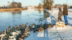 Kaczki i łabędzie w mroźne popołudnie na Pisie, luty 2026 r. - zdjęcie 31