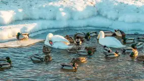 Pisz w zimowej scenerii, wyjątkowo mroźne popołudnie, luty 2026 r. - zdjęcie 22