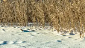 Mazurska zima przy przeprawie promowej, Wierzba, luty 2026 r. - zdjęcie 20