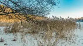 Jezioro Tyrkło, polana Wydra w zimowej odsłonie, luty 2026 r. - zdjęcie 10