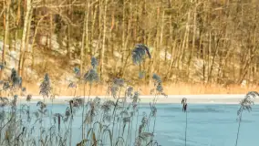 Jezioro Tyrkło, polana Wydra w zimowej odsłonie, luty 2026 r. - zdjęcie 6