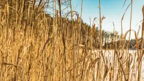 Jezioro Tyrkło, polana Wydra w zimowej odsłonie, luty 2026 r. - zdjęcie 21