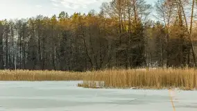 Jezioro Tyrkło, polana Wydra w zimowej odsłonie, luty 2026 r. - zdjęcie 4