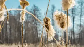 Przedwiośnie nad jeziorem Bielewo, marzec 2026 r. - zdjęcie 17