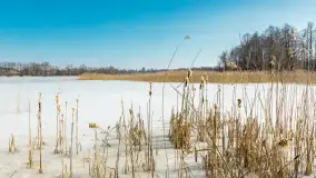 Przedwiośnie nad jeziorem Bielewo, marzec 2026 r. - zdjęcie 19