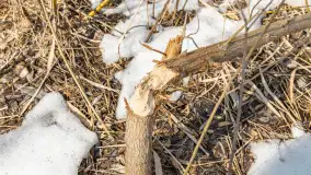 Przedwiośnie nad jeziorem Bielewo, marzec 2026 r. - zdjęcie 12