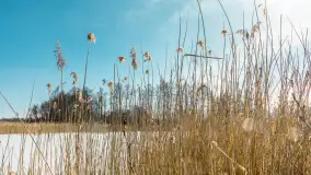 Przedwiośnie nad jeziorem Bielewo, marzec 2026 r. - zdjęcie 14